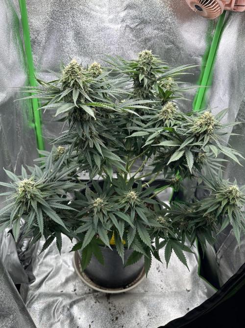 Triploid Seed Test Cookie Queen Tessa. Week 10 - Day 68