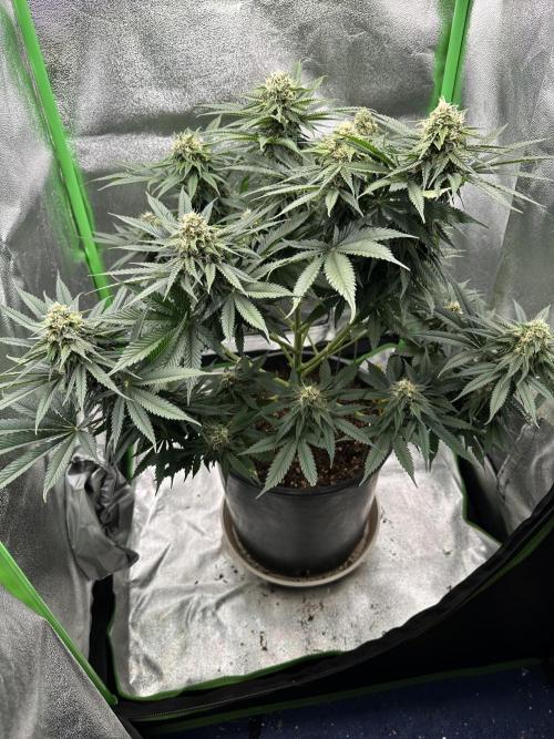 Triploid Seed Test Cookie Queen Tessa. Week 10 - Day 69