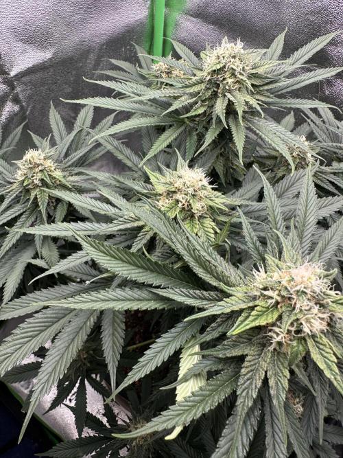 Triploid Seed Test Cookie Queen Tessa. Week 10 - Some Flower Impression from Tessa