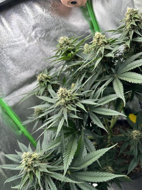 Triploid Seed Test Cookie Queen Tessa. Week 10 - She Look like the Alpen 🏔️, only in Weed Flowers 🤭😉