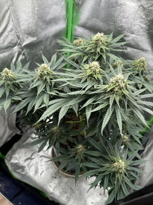 Triploid Seed Test Cookie Queen Tessa. Week 10 - Day 70