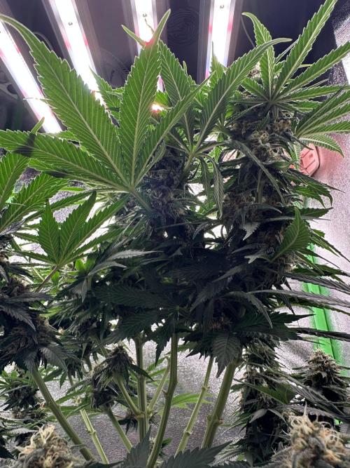 Triploid Seed Test Cookie Queen Tessa. Week 10 - We take a look under her leafes and what can we see… Big Buds 🤭😍