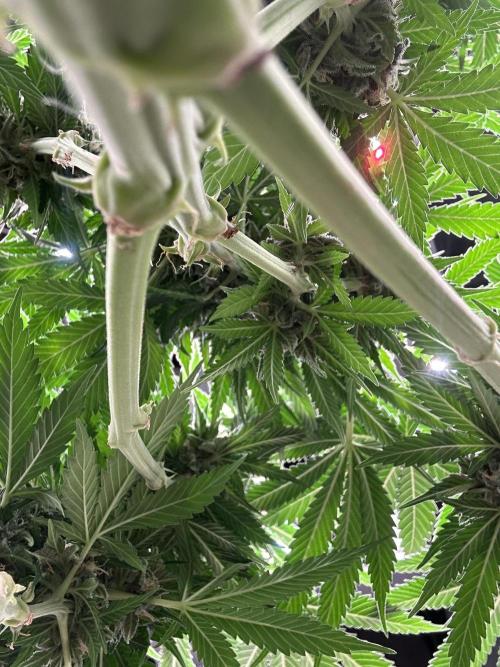 Triploid Seed Test Cookie Queen Tessa. Week 10 - It‘s a View I don’t have often.