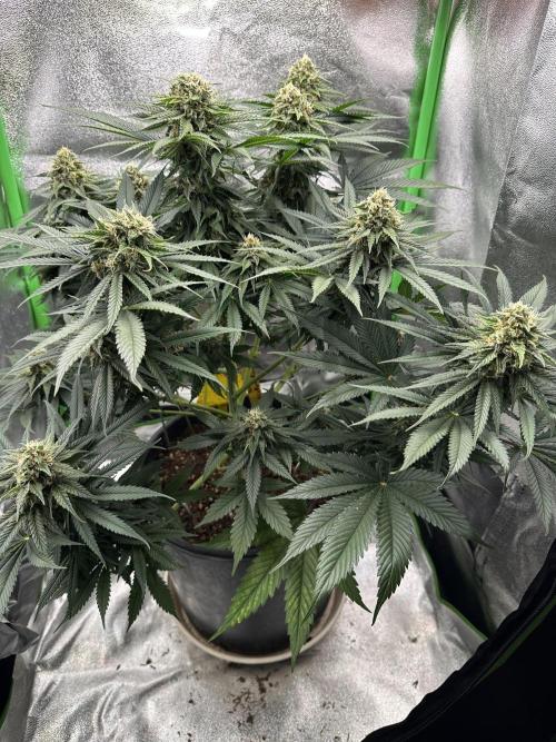 Triploid Seed Test Cookie Queen Tessa. Week 11 - Tag 72