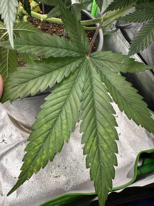 Triploid Seed Test Cookie Queen Tessa. Week 11 - Tessa Ihr einziger „Mangel“ an einem Blatt. Sie ist so perfekt 😍