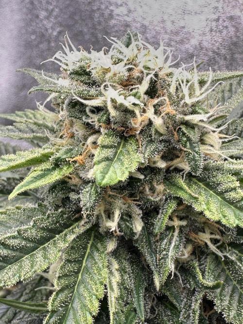 Triploid Seed Test Cookie Queen Tessa. Week 11 - Was sagen die Blüten?🌼 
