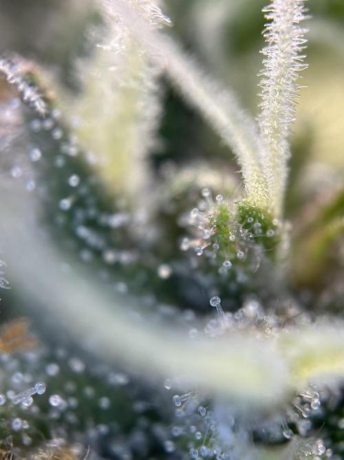 Triploid Seed Test Cookie Queen Tessa. Week 11 - Trichome Check. 