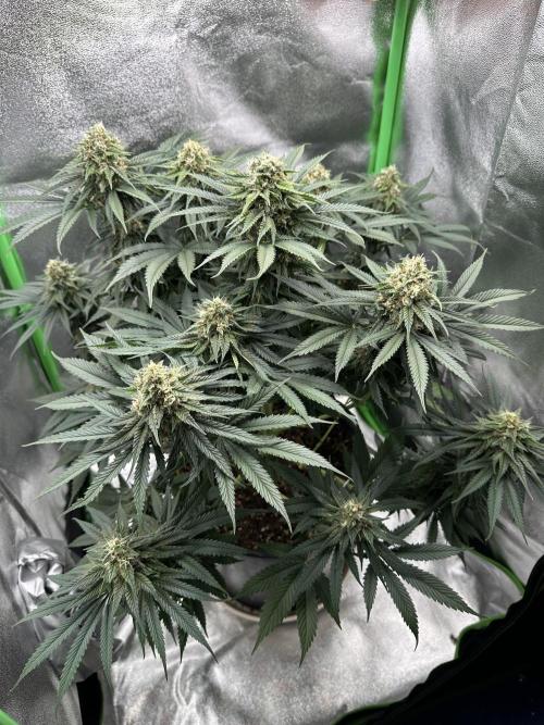 Triploid Seed Test Cookie Queen Tessa. Week 11 - Tag 73
