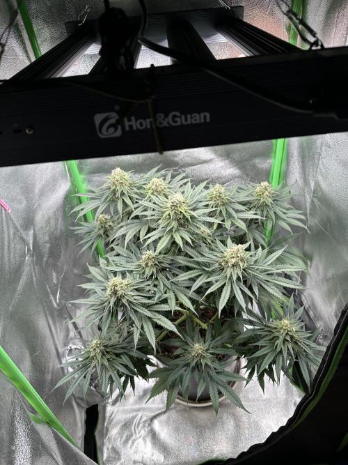 Triploid Seed Test Cookie Queen Tessa. Week 11 - Tag 73 aus Sicht der Lampe