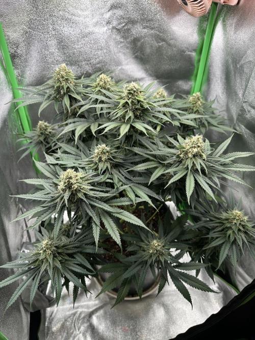 Triploid Seed Test Cookie Queen Tessa. Week 11 - Tag 74