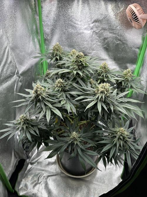 Triploid Seed Test Cookie Queen Tessa. Week 11 - Tag 75