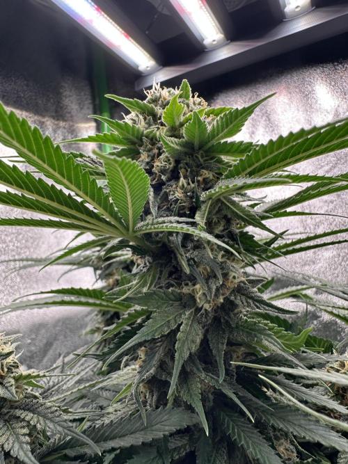 Triploid Seed Test Cookie Queen Tessa. Week 11 - Die Buds sind so „big“!!!