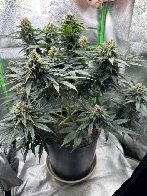 Triploid Seed Test Cookie Queen Tessa. Week 11 - Tag 76