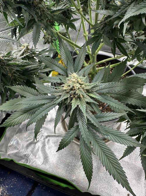 Triploid Seed Test Cookie Queen Tessa. Week 11 - Schaut Euch diese Natürliche Symmetrie an 😍. Perfekt 