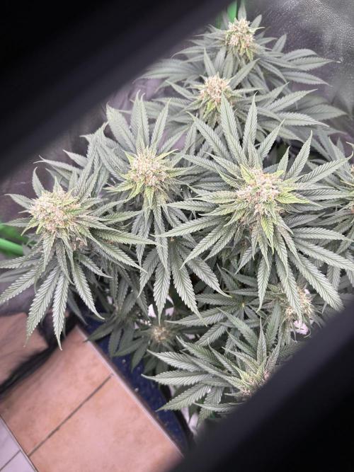 Triploid Seed Test Cookie Queen Tessa. Week 11 - Die LED hat mit die schönste Sicht.