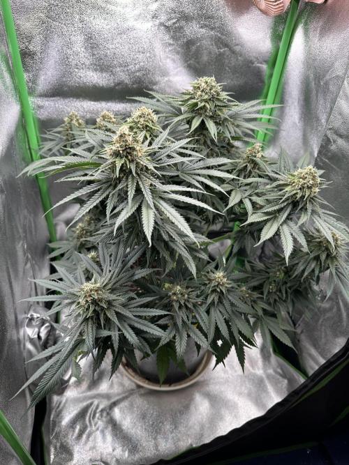 Triploid Seed Test Cookie Queen Tessa. Week 11 - Tag 77