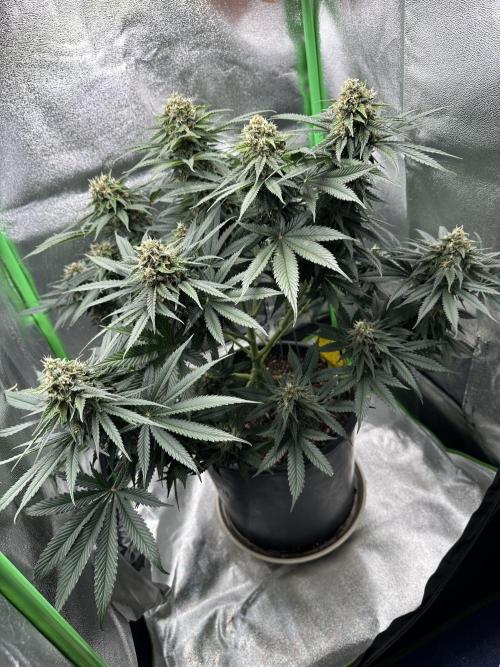 Triploid Seed Test Cookie Queen Tessa. Week 11 - Tag 78