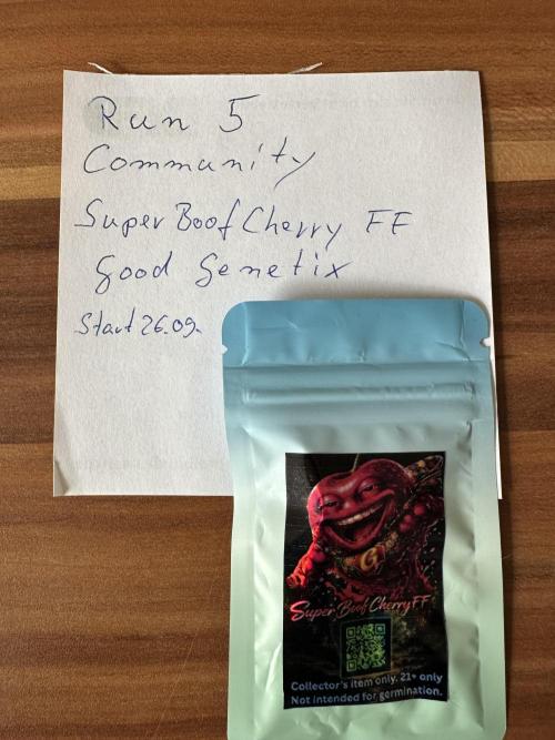 Super Boof Cherry FF (Miley) GoodGenetix. Week 0 - The Grow Starts 🤗.