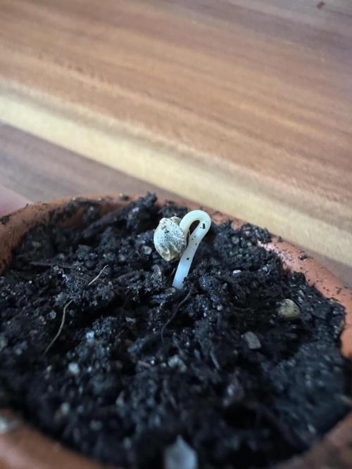Super Boof Cherry FF (Miley) GoodGenetix. Week 0 - After 60 Hours in the dark Greenhouse, Miley is born with hat. 🤭🤣