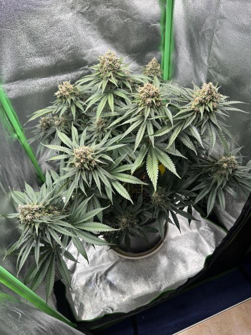 Triploid Seed Test Cookie Queen Tessa. Week 14 - Day 93