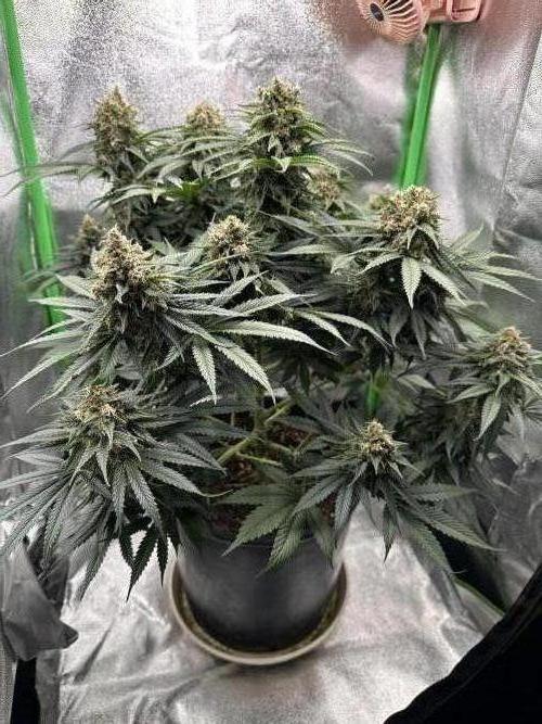 Triploid Seed Test Cookie Queen Tessa. Week 13 - Day 88