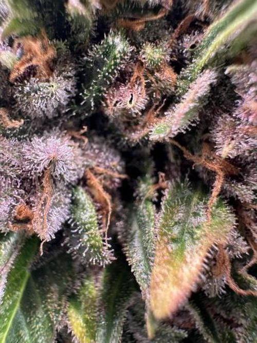 Triploid Seed Test Cookie Queen Tessa. Week 14 - Look like the harvest is near.