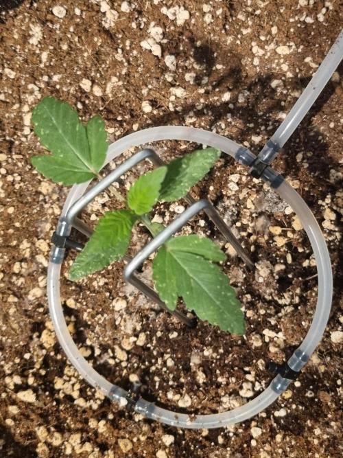 🫧 Sour Zoda - Umami Seed Company. Week 1