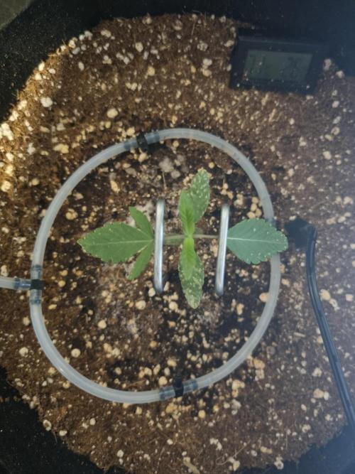 🫧 Sour Zoda - Umami Seed Company. Week 1