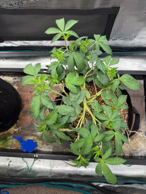 🫧 Sour Zoda - Umami Seed Company. Week 5