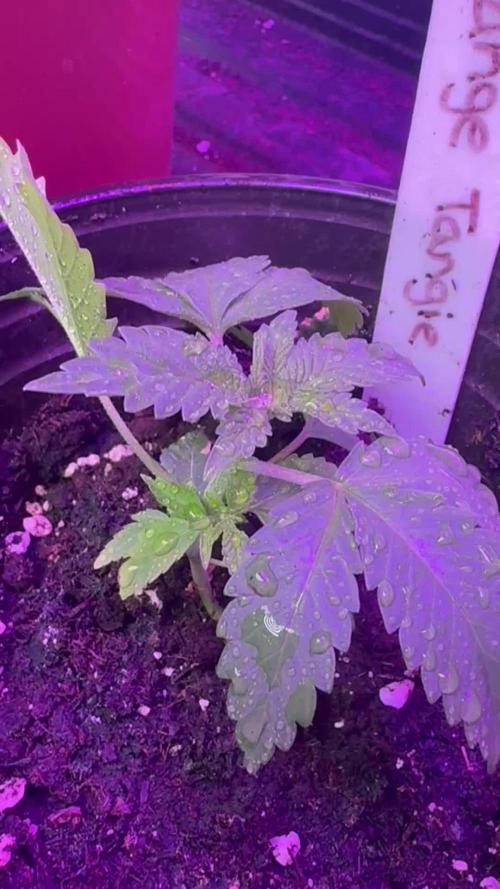 Orange tangie