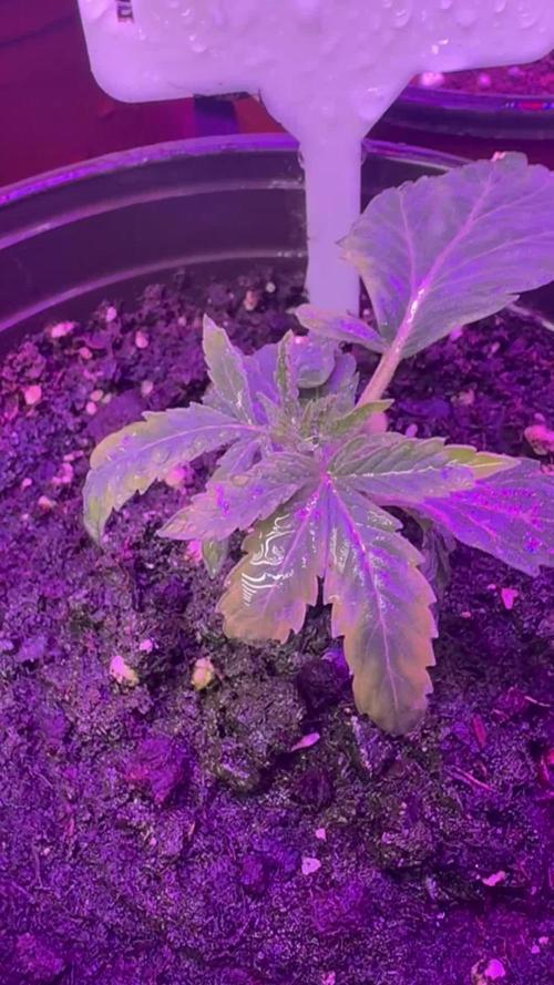 Barneys farm zoap