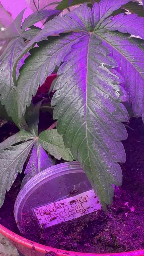 Lemon cherry gelato