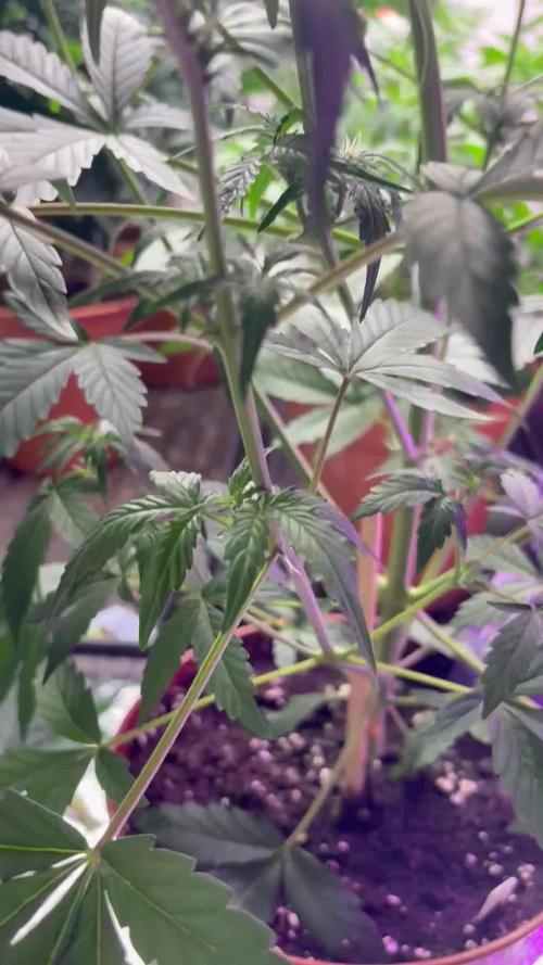 Violet face auto