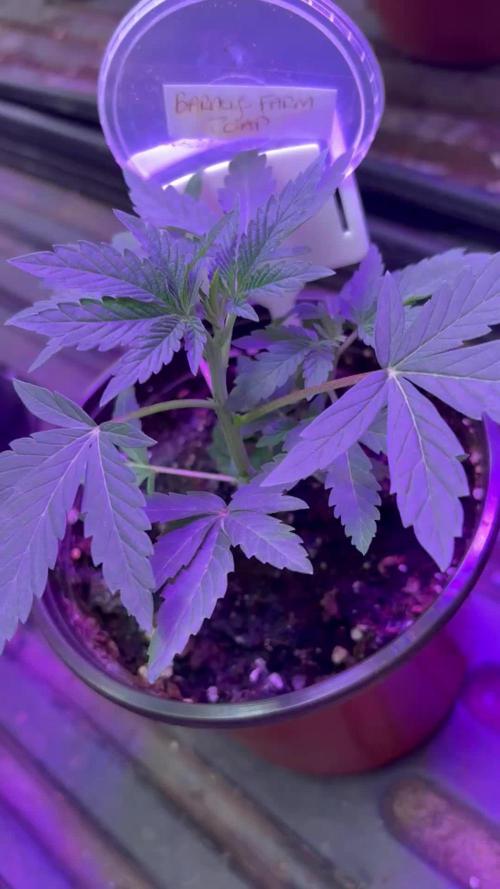 Barneys farm zoap