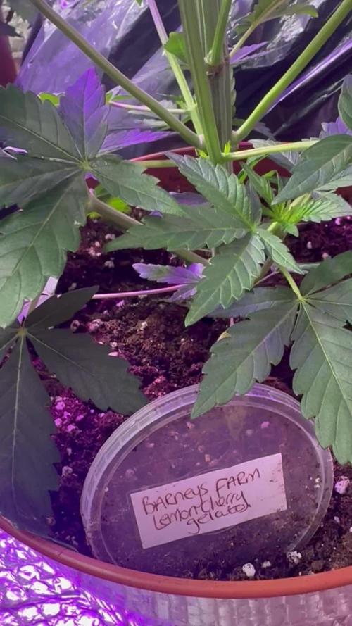 Lemon cherry gelato
