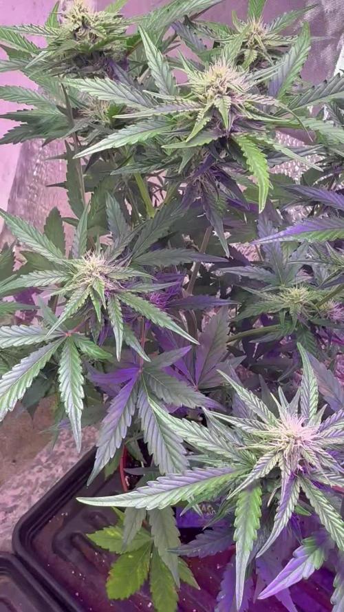 Violet face auto