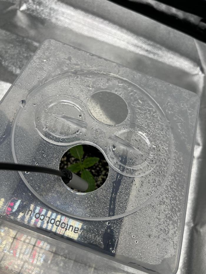 Fast Buds 420. Week 0