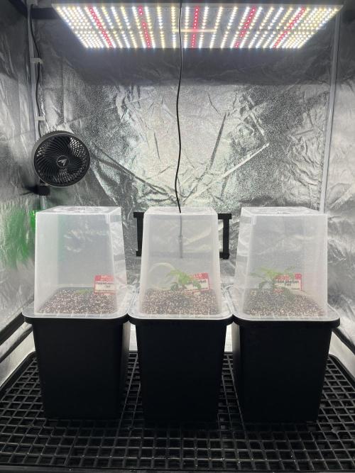 AutoPot _Fast Buds_420. Week 1