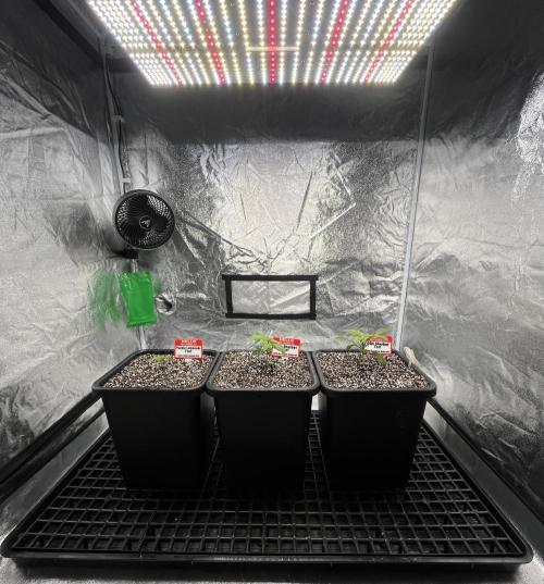 AutoPot _Fast Buds_420. Week 1