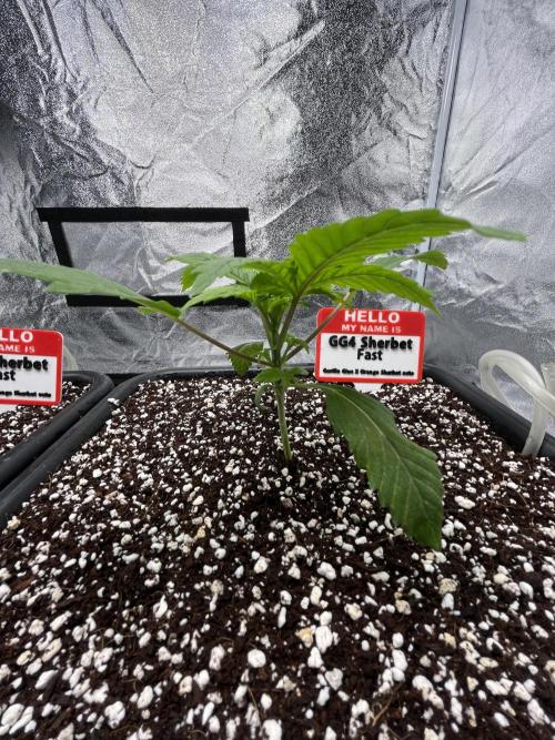 AutoPot _Fast Buds_420. Week 1