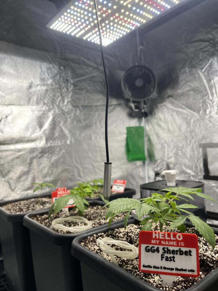 AutoPot _Fast Buds_420. Week 2