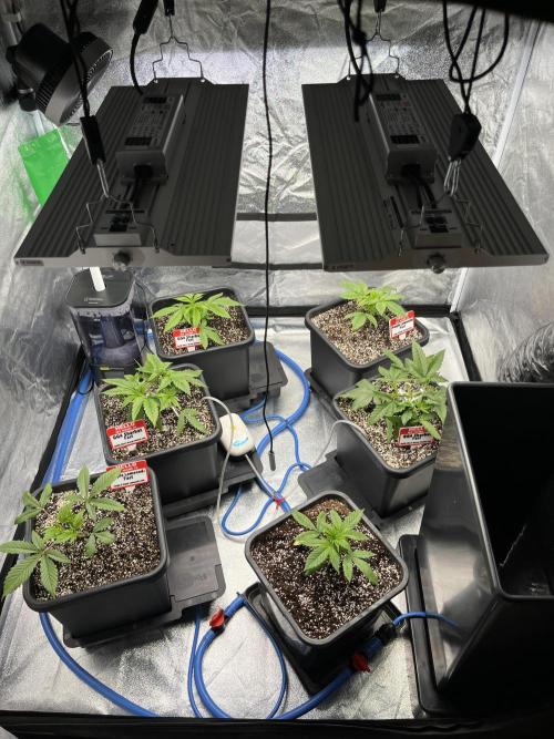 AutoPot _Fast Buds_420. Week 3