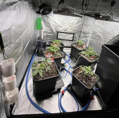 AutoPot _Fast Buds_420. Week 3