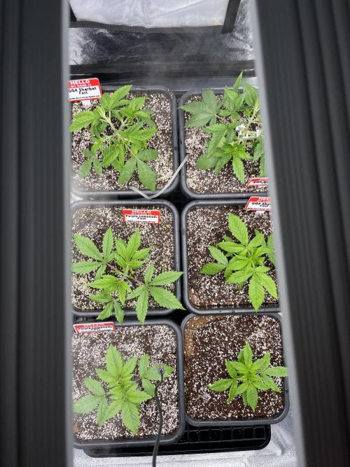 AutoPot _Fast Buds_420. Week 3