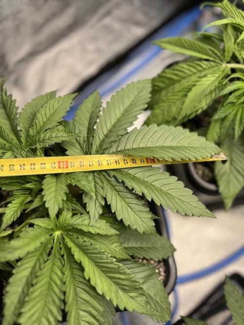 AutoPot _Fast Buds_420. Week 4