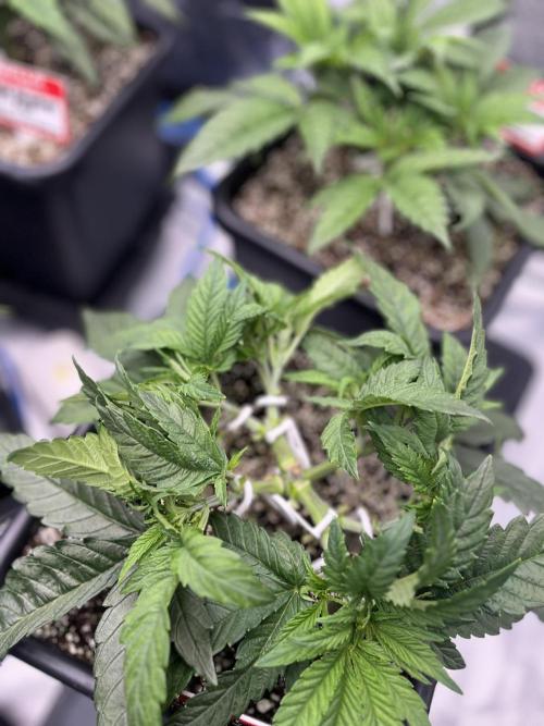AutoPot _Fast Buds_420. Week 4