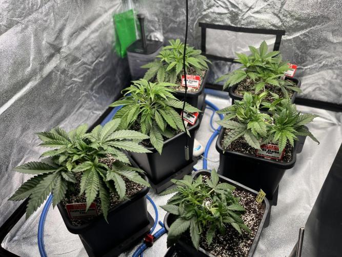 AutoPot _Fast Buds_420. Week 4