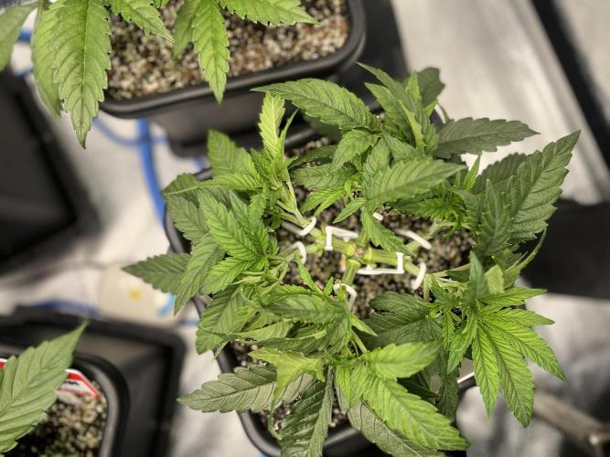 AutoPot _Fast Buds_420. Week 4