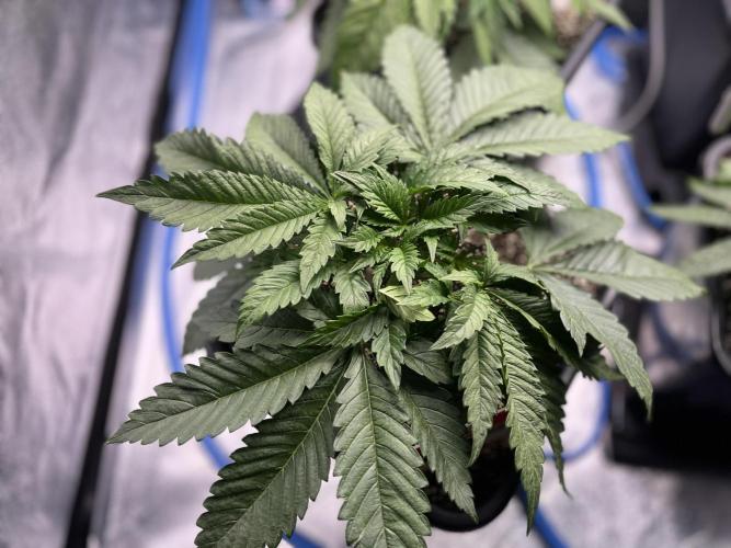 AutoPot _Fast Buds_420. Week 4