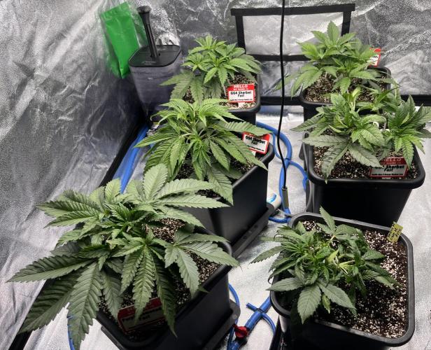 AutoPot _Fast Buds_420. Week 4